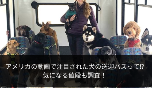 アメリカの動画で注目された犬の送迎バスって⁉︎気になる値段も調査！